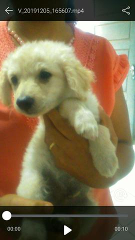 Poodles filhotes - Foto 3
