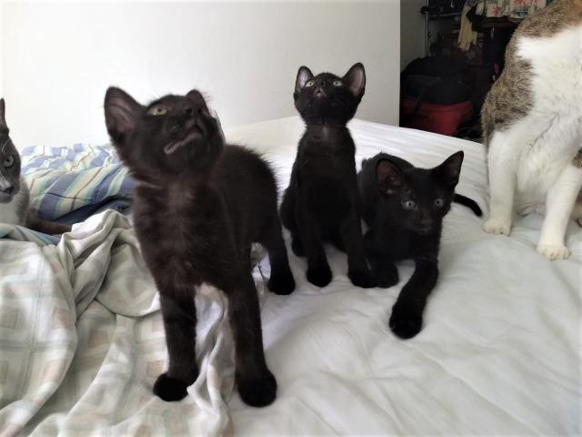 Gatinhos machos de 2 meses para adoção - Foto 3