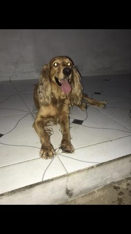 Vendo filhotes de cocker spaniel - Foto 4