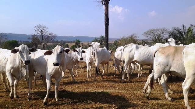 Fazenda 142 ha Serra de São Vicente MT - Foto 10