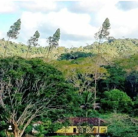 Lindíssima fazenda de cacau , 500 ha (cabruca, mata atlântica) - Foto 6
