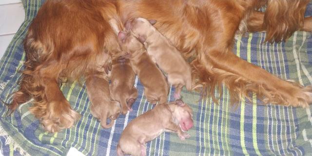 Vendo filhotes de cocker spaniel - Foto 3