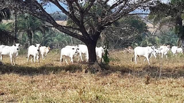 Fazenda 142 ha Serra de São Vicente MT