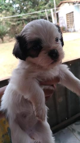 Lhasa apso fêmea - Foto 3