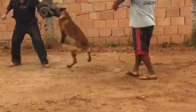 Venda de cães adestrados para Guarda Belo Horizonte - Foto 4