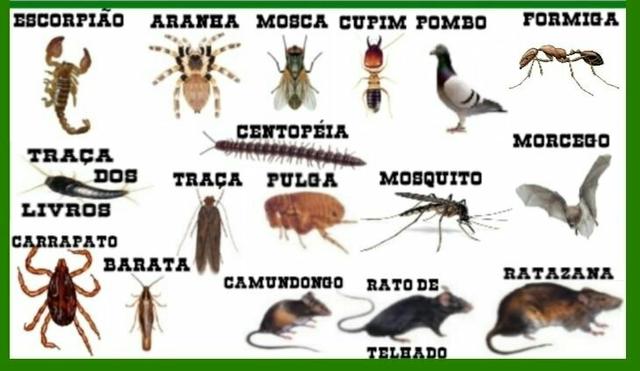 Detetizacao geral