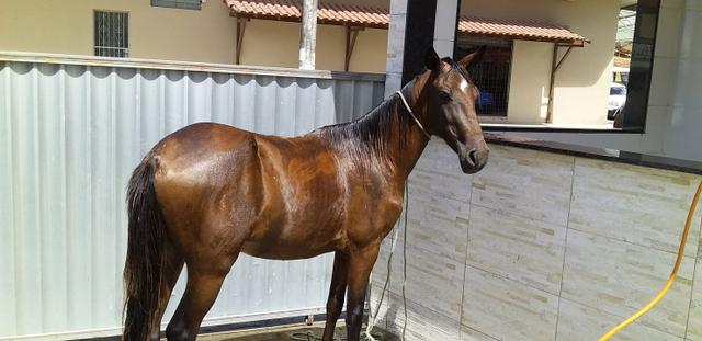 Vendo poutro manga larga 1 ano e 9 meses