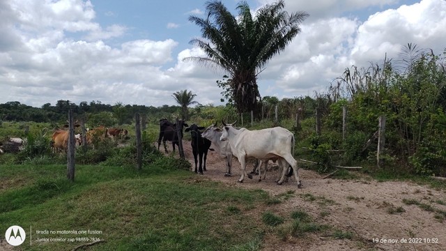 200 Hectares pronta e documentada sentido Capanema  - Foto 3