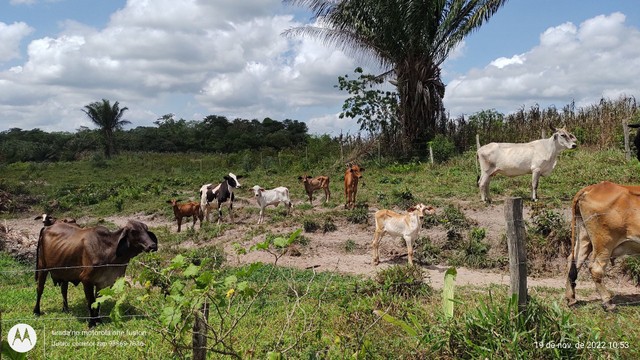 200 Hectares pronta e documentada sentido Capanema  - Foto 4