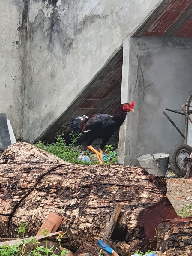 Galo de Raça Novo