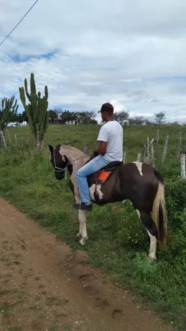 Potra pampa de preto 