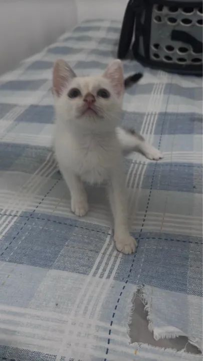 Filhotes Doacao  - Foto 3