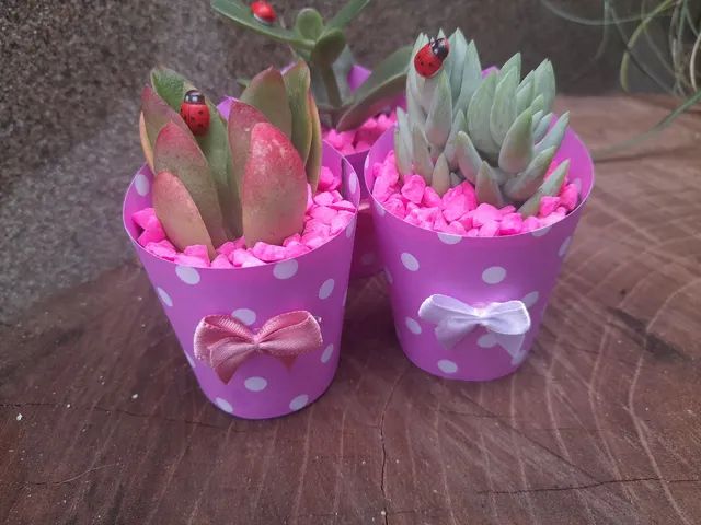 Vasos de cactos e suculentas  - Foto 3