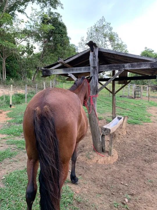 Cavalo machador, castrado  - Foto 4