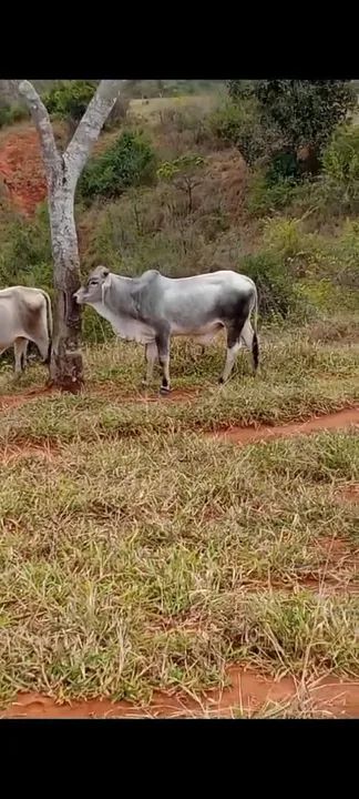 Vendo ou troco gado em escavadeira - Foto 2