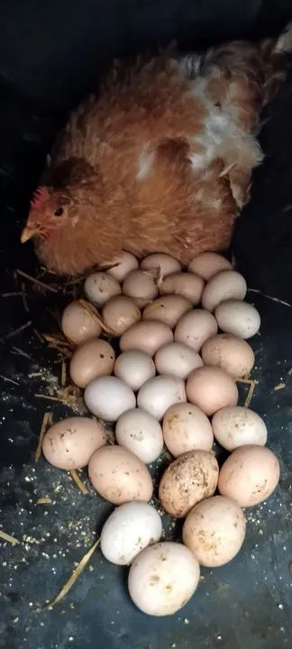 Vendo galo e duas galinhas caipira  - Foto 2