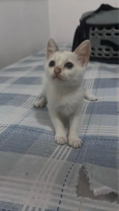 Filhotes Doacao  - Foto 2