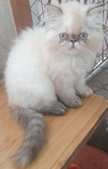 Gatinhos persa/persa do Himalaya - Foto 3