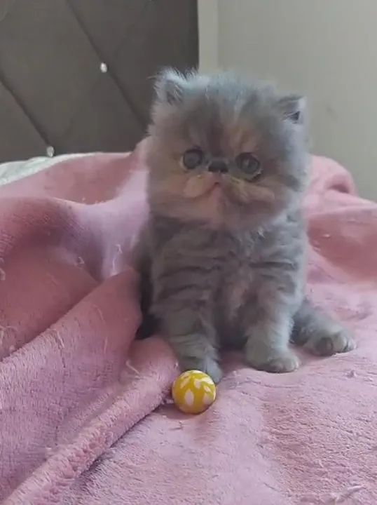 Gatinhos persa/persa do Himalaya - Foto 5