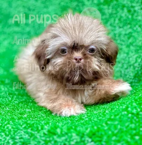 Lhasa sales dog olx