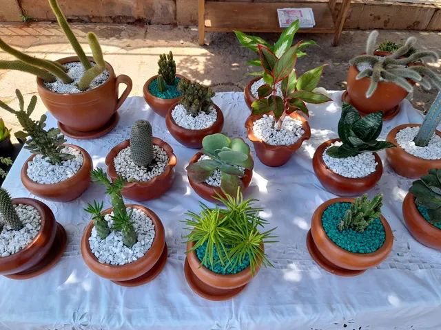 Vasos de cactos e suculentas  - Foto 2