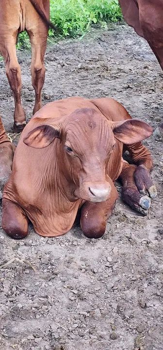 Venda permanente de Gado Senepol - Foto 4