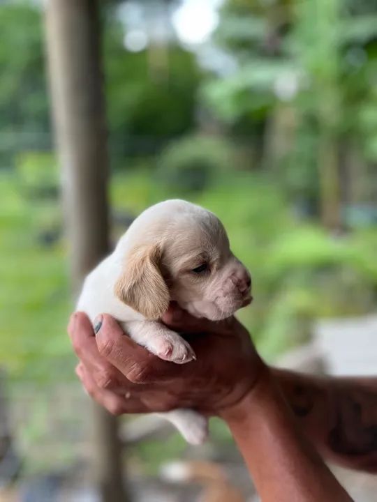 Vende se filhote de beagle  - Foto 5