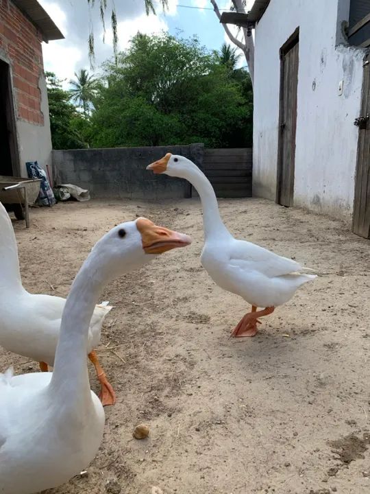 Ganso sinaleiro chinês  - Foto 6