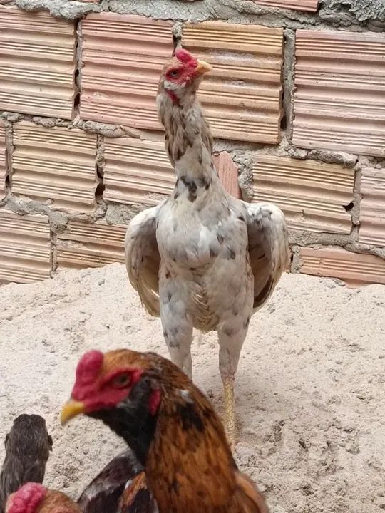 Galos cariocas barbudos. - Foto 3