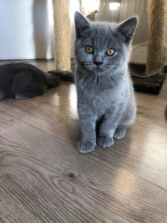 Filhotes para reserva Blue British Shorthair - Foto 5