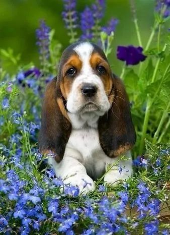  Basset Hound - Macho , entrega em 3 dias 