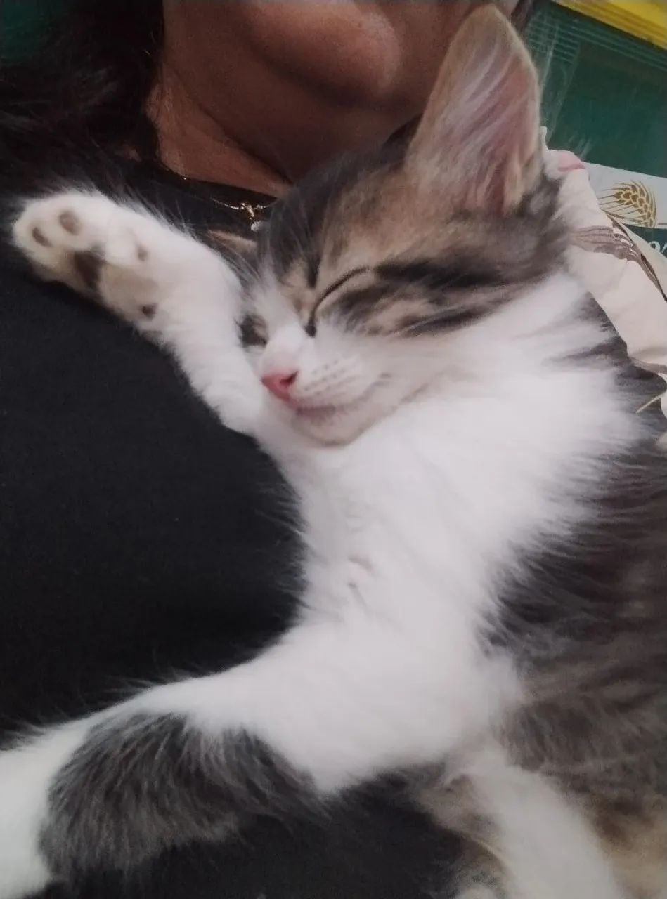 Adoção responsável  - Foto 2