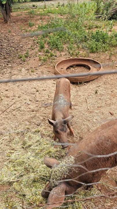 Porcas Basset e Comum - Foto 4