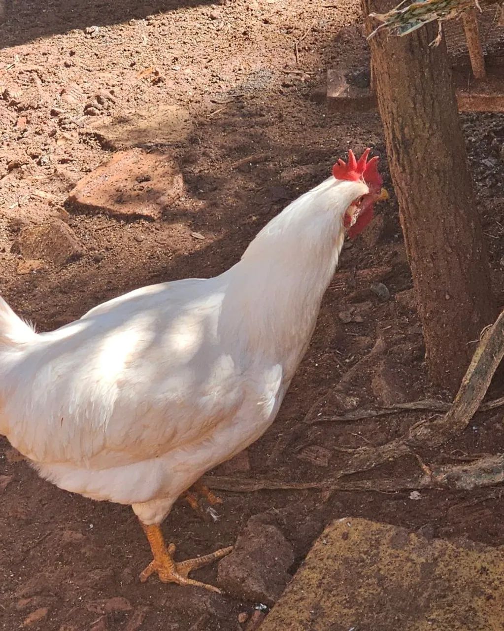 Frango Legorne Fêmea Puro - Ideal para melhoramento genético para postura - Foto 3