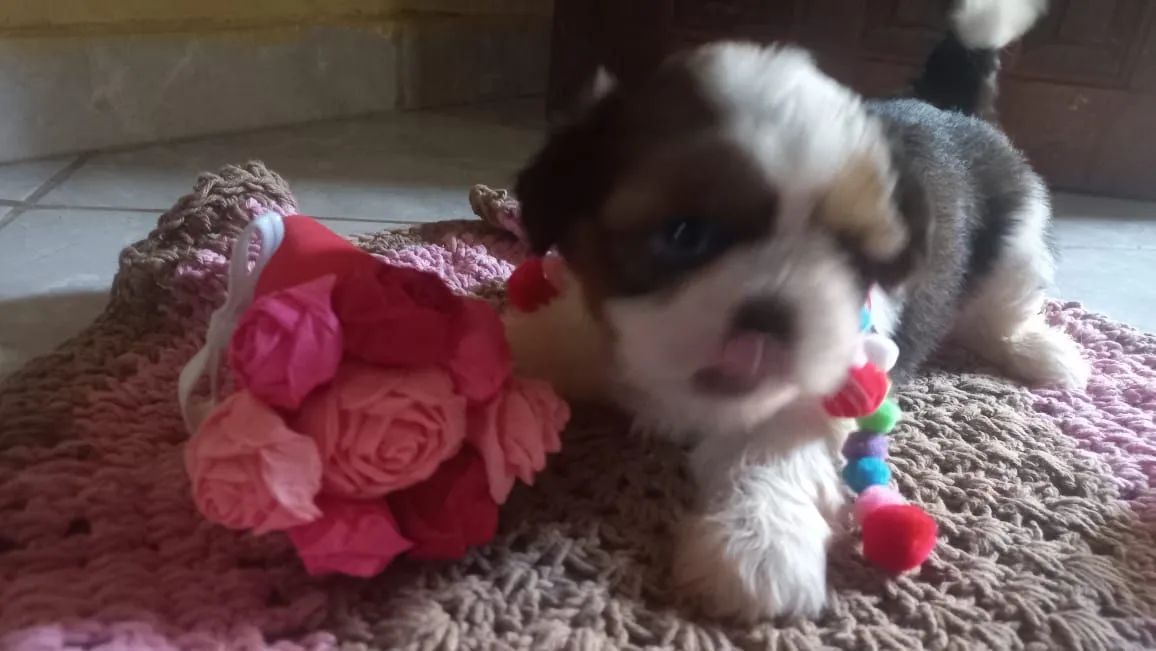 Filhotes de Minie Shih Tzu lindo - Foto 5