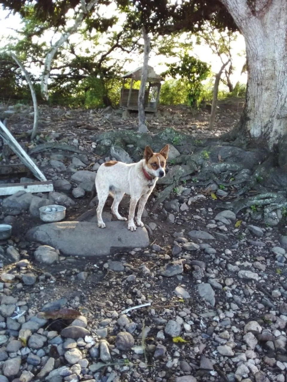 Blue heeler-tem 11 mês 