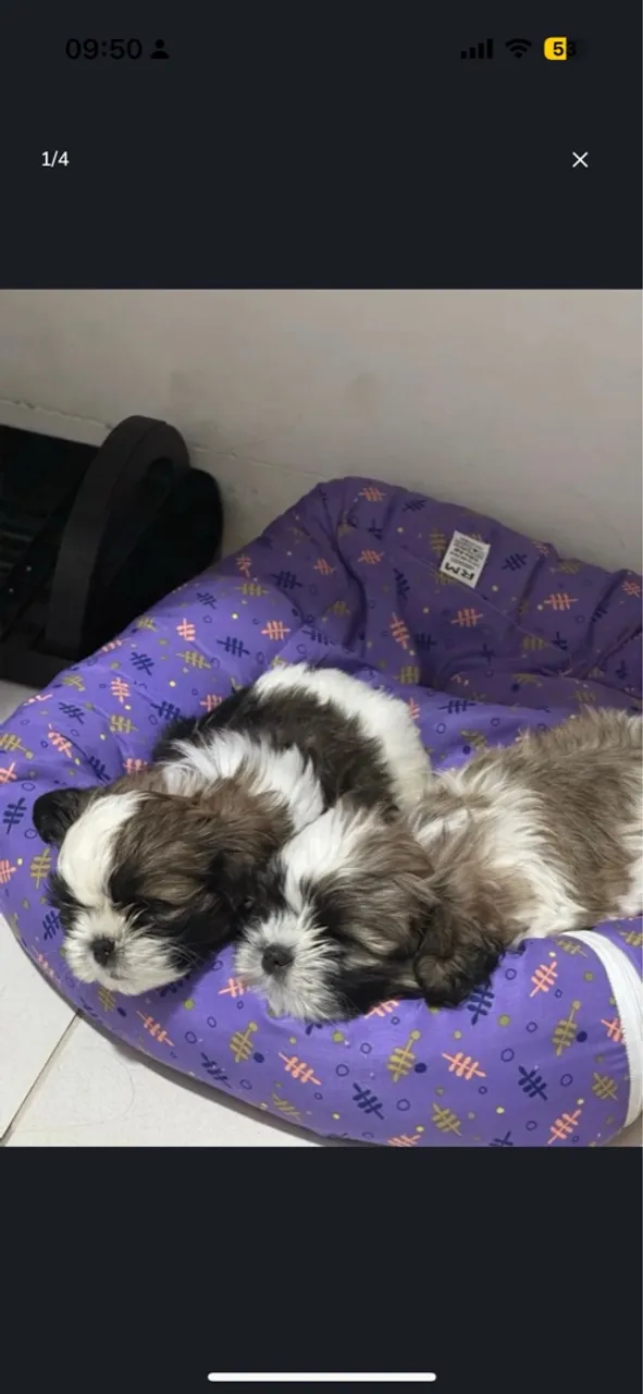 Filhotes Shih Tzu Puros- 2 machos