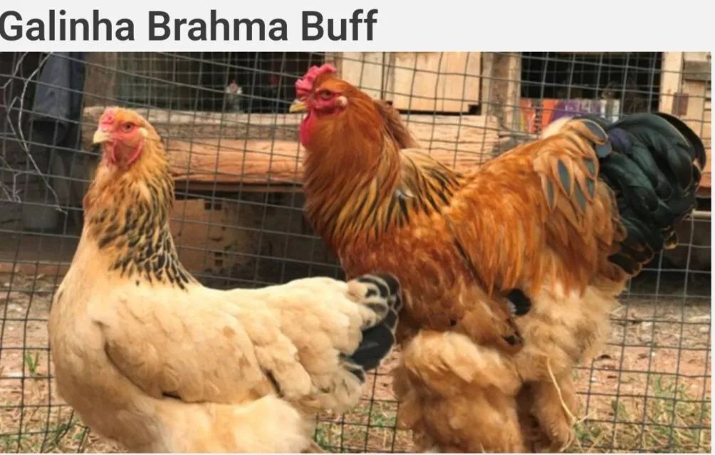 Galinhas Brahma White - Para doação  - Foto 5