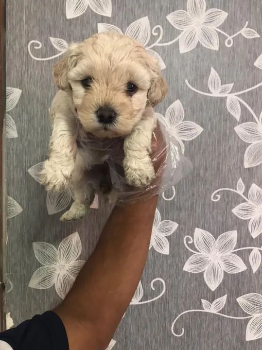 Poodle Toy Macho- Já está Vacinado e Vermifugado 