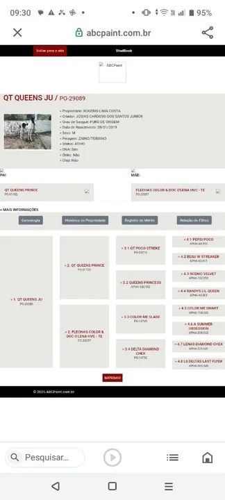 Garanhão Paint Horse Registrado - Foto 5