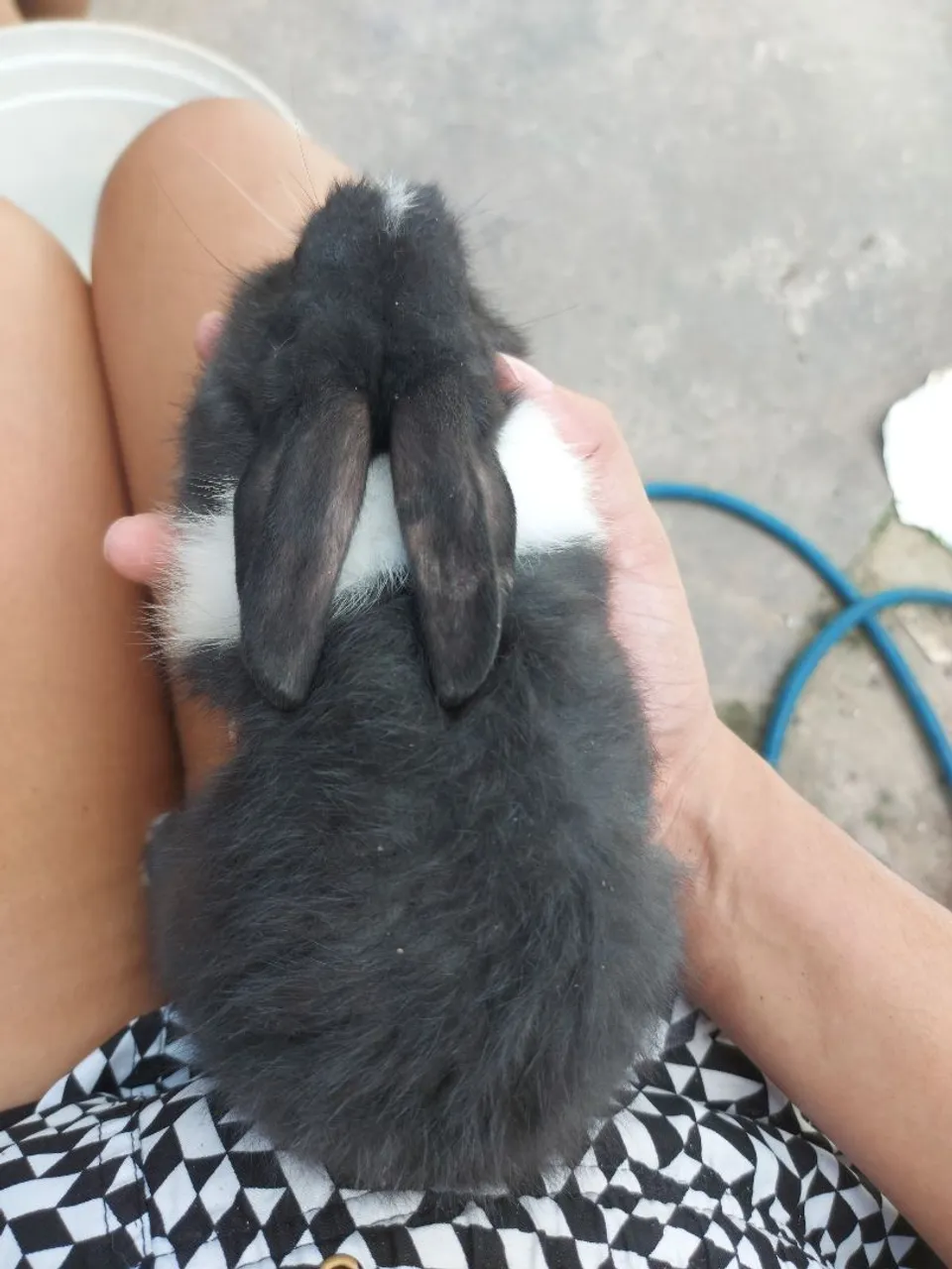 Filhotes de coelhos