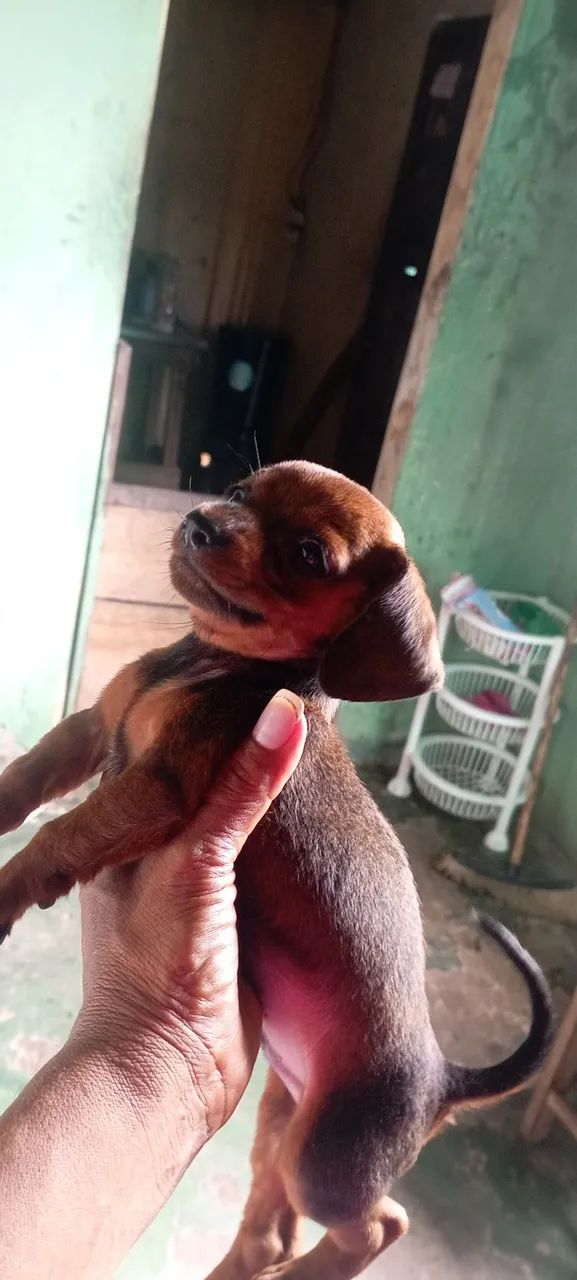 Filhote de Teckel, lindo e carinhoso!