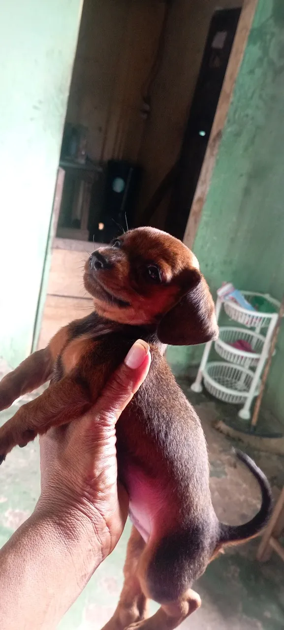 Filhote de Teckel, lindo e carinhoso!