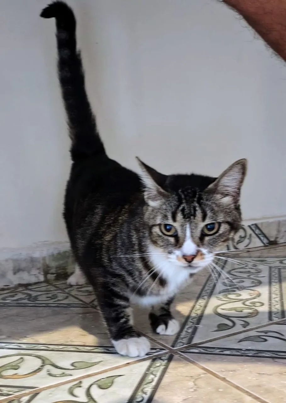 Adoção Responsável 