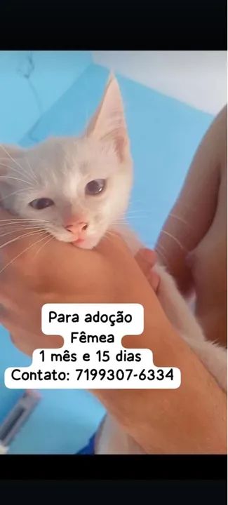 Gatinhos pra adoção 