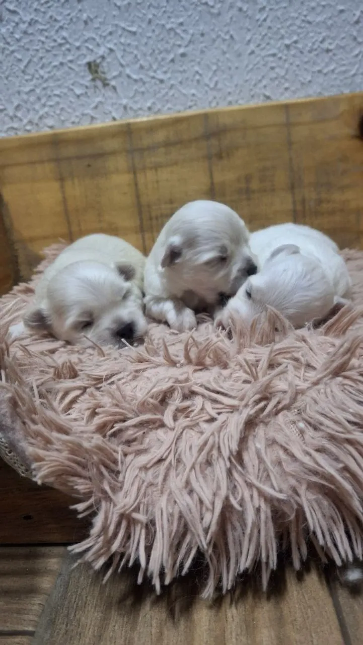 Filhotes de Maltipoo