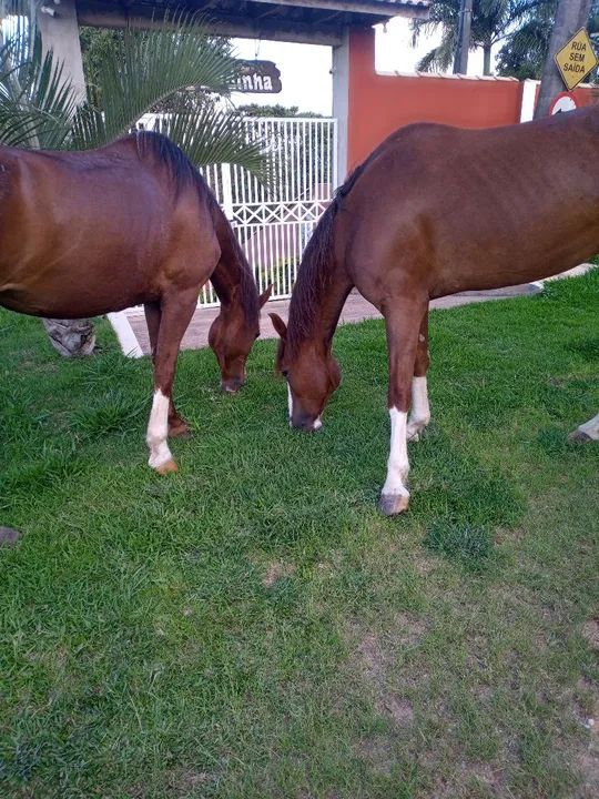 Venda de égua mangalarga  - Foto 4
