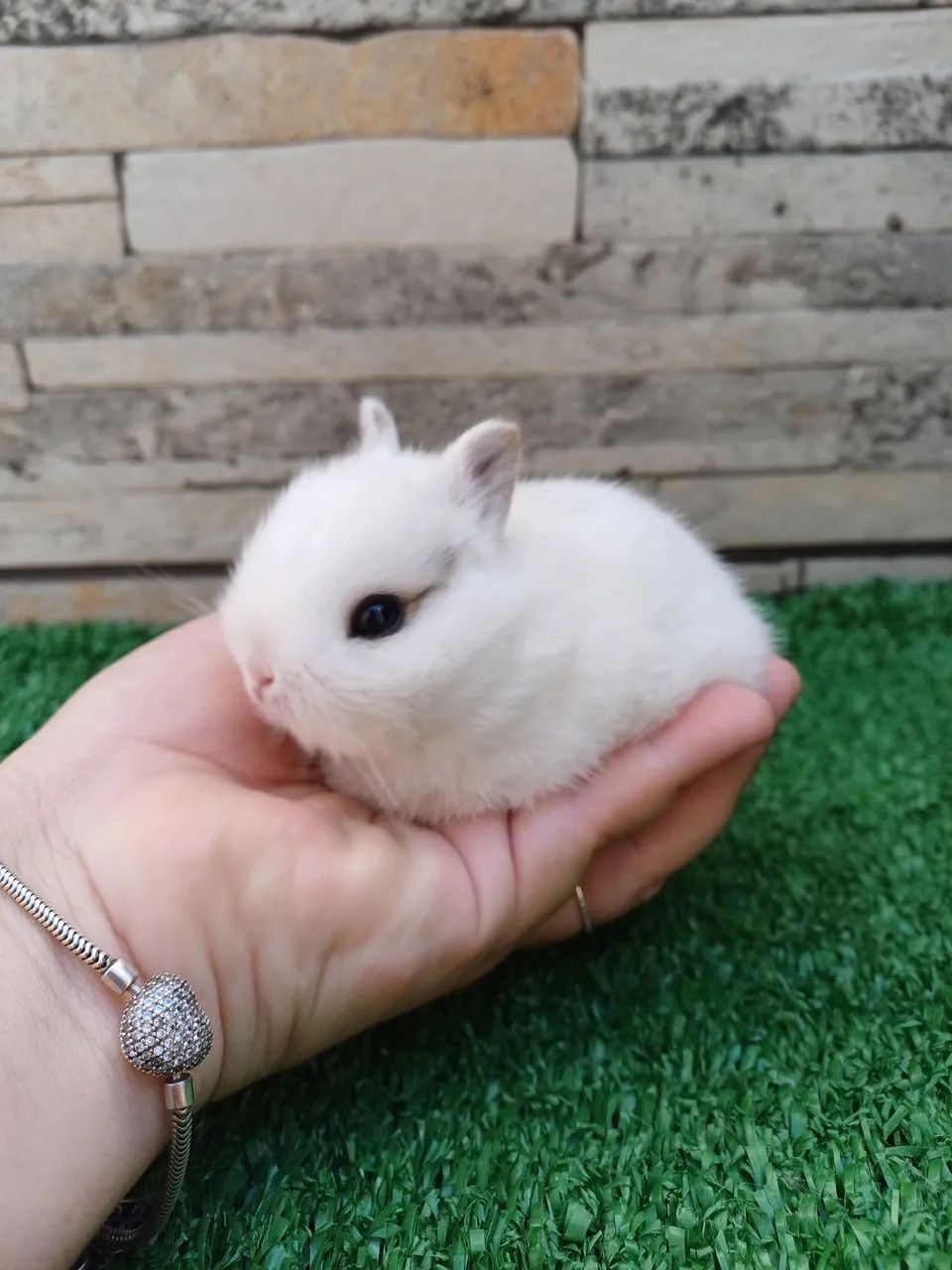 Coelho anão Raça Netherland Dwarf  - Foto 6