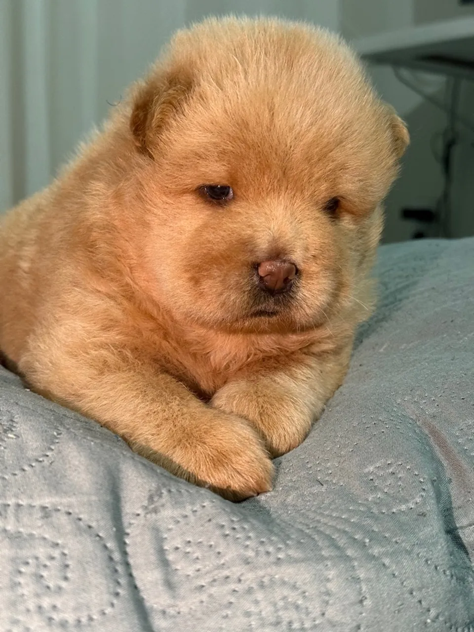 Filhote Chow-Chow Lindo e Fofo