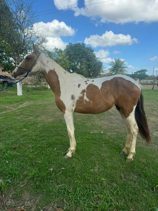 Potras à venda! - Foto 2